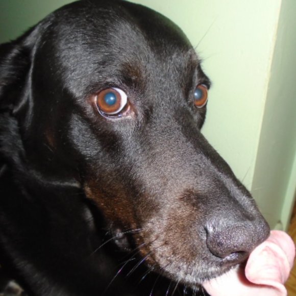 Meet your Posher, Labrador - Picture 9 of 16